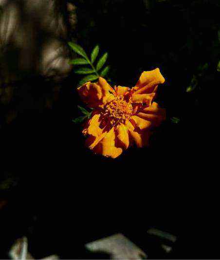 Blumen 1