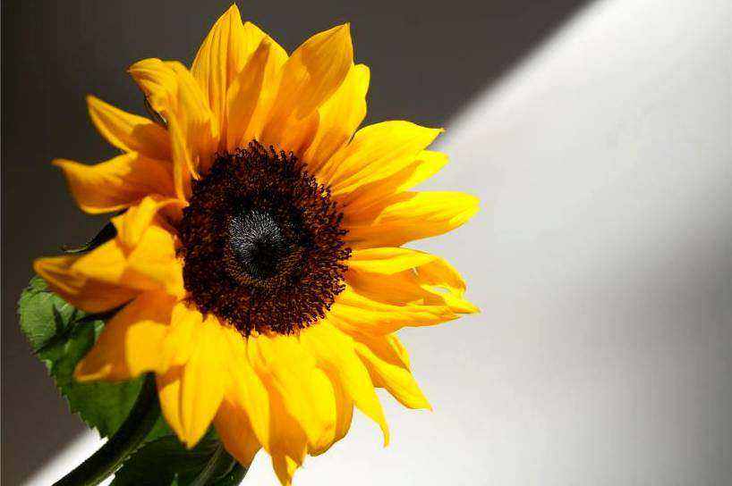 Blumen 3